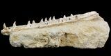 Mosasaur (Halisaurus) Jaw Sections With Teeth #50958-3
